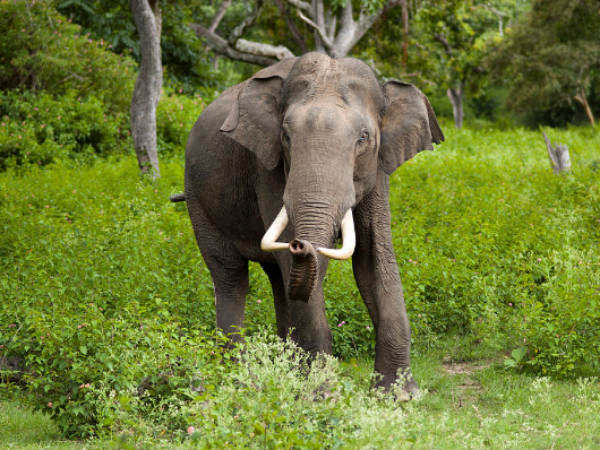 Bangalore Mysore Nagarhole Tour